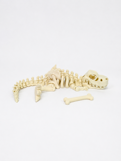 Flexi Skeleton Dino